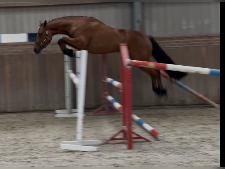 Connemara Gelding 3 years 14.2 hh Brown in Zieuwent