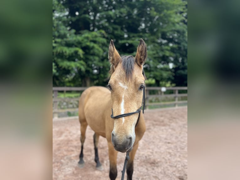 Connemara Gelding 3 years 14,2 hh in Loughrea