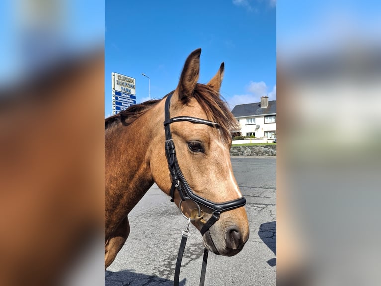 Connemara Gelding 3 years 14,2 hh in Loughrea