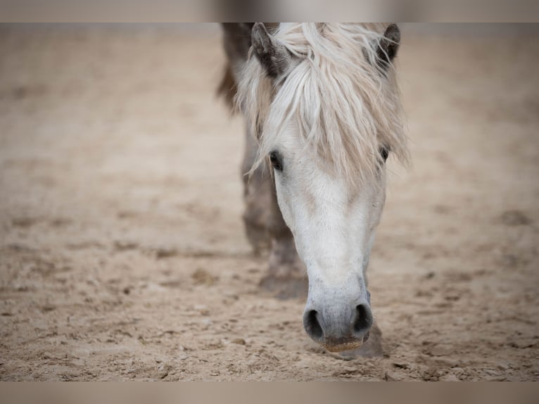 Connemara Gelding 3 years 14,2 hh Gray-Dapple in Münstermaifeld