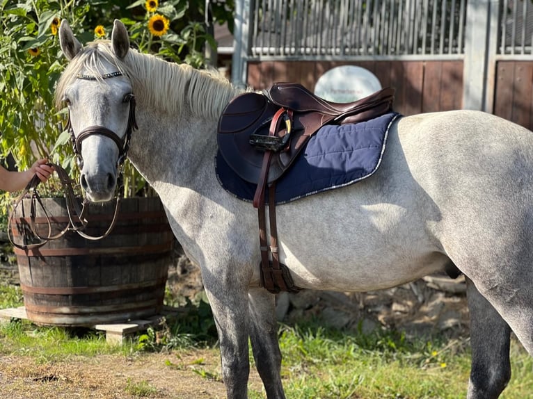 Connemara Gelding 3 years 14,2 hh Gray in Boppard