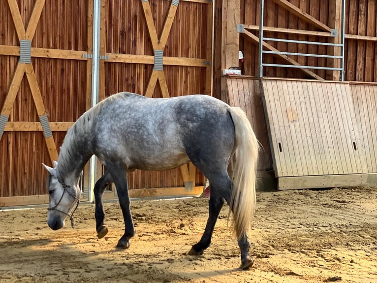 Connemara Gelding 3 years 14,2 hh Gray in Boppard