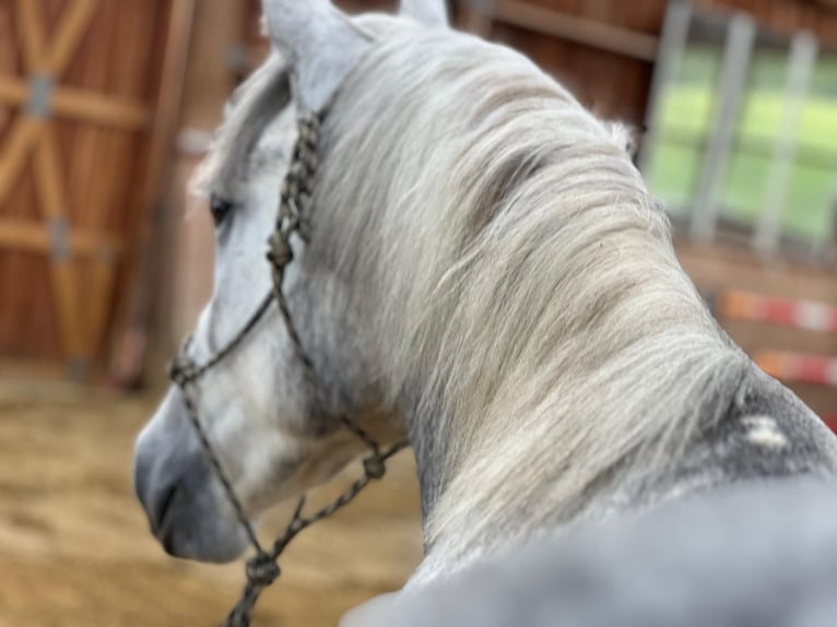 Connemara Gelding 3 years 14,2 hh Gray in Boppard