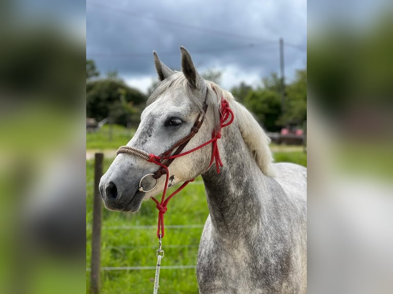 Connemara Gelding 3 years 14,2 hh Gray in Boppard