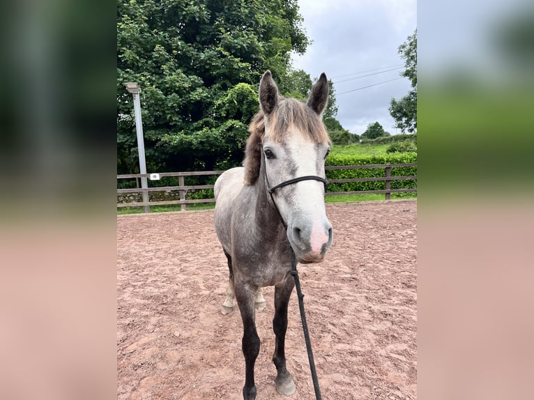 Connemara Gelding 3 years 14,2 hh Gray in Galway