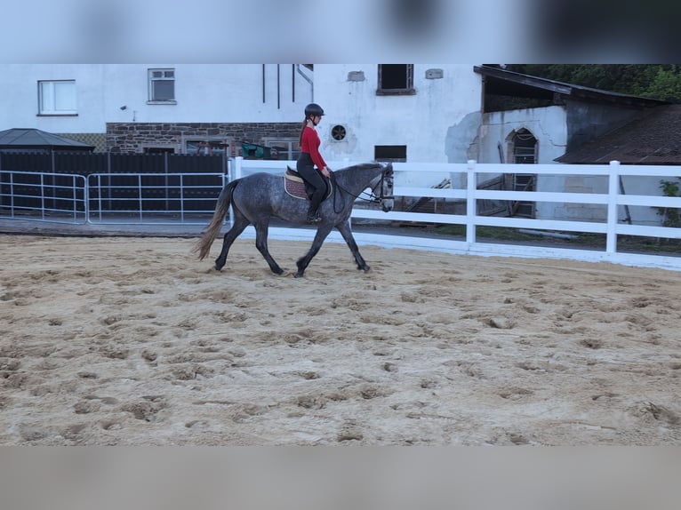 Connemara Gelding 3 years 14 hh Grey-Blue-Tan in Morsbach