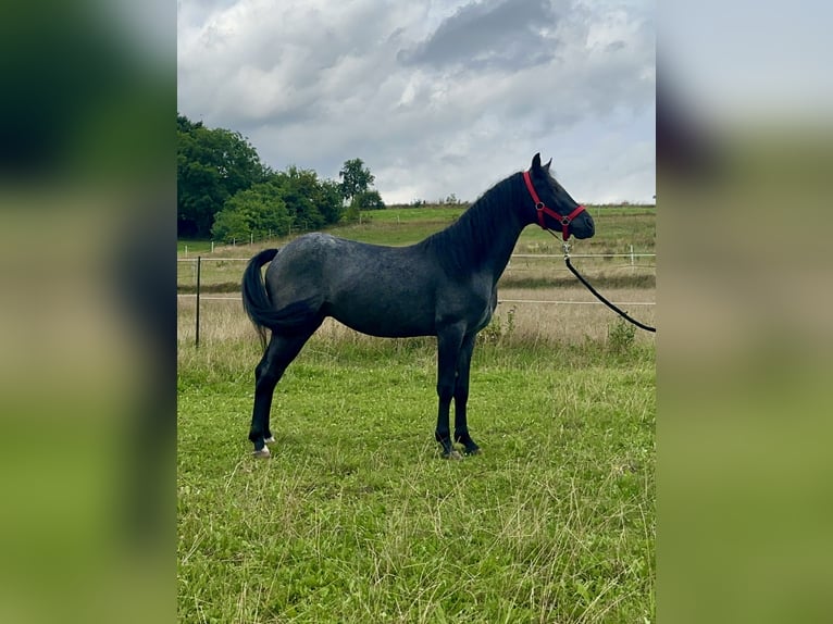 Connemara Gelding 3 years 14 hh Roan-Blue in Lisberg