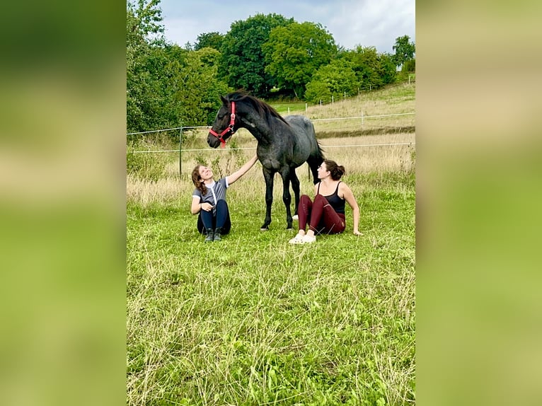 Connemara Gelding 3 years 14 hh Roan-Blue in Lisberg
