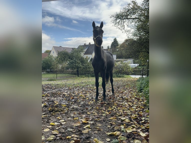 Connemara Gelding 3 years 14 hh Roan-Blue in Lisberg