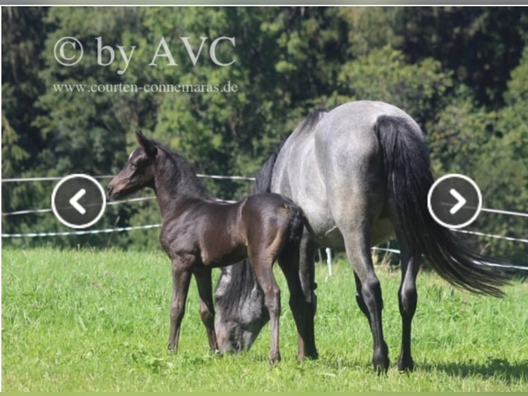 Connemara Gelding 3 years 14 hh Roan-Blue in Lisberg