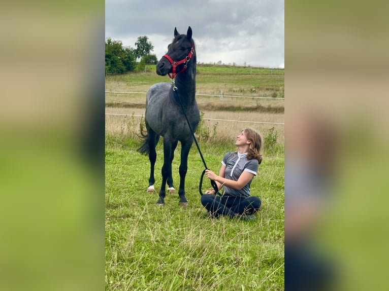 Connemara Gelding 3 years 14 hh Roan-Blue in Lisberg