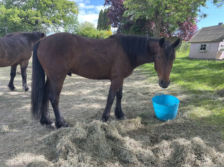 Connemara Mix Gelding 3 years 14,1 hh Bay-Dark in Krummwisch