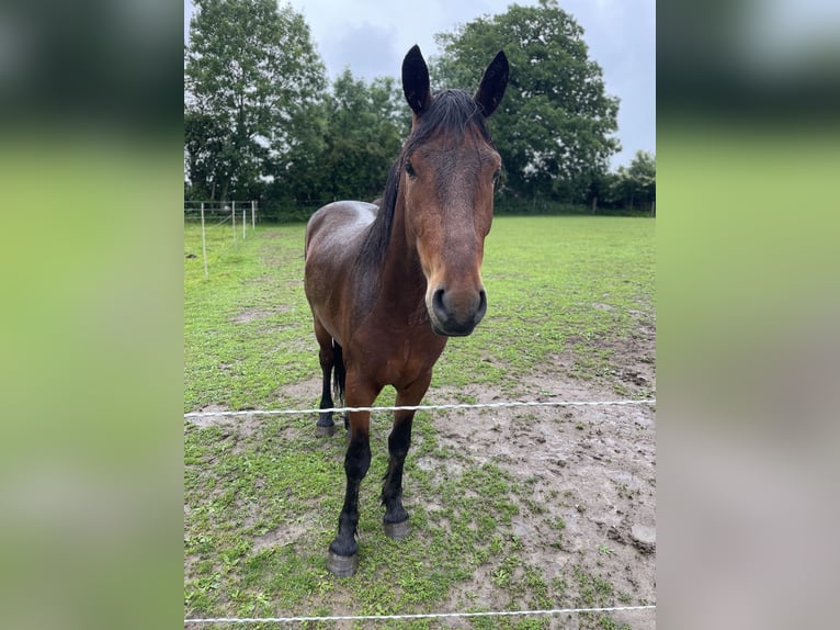 Connemara Mix Gelding 3 years 14,1 hh Bay-Dark in Krummwisch