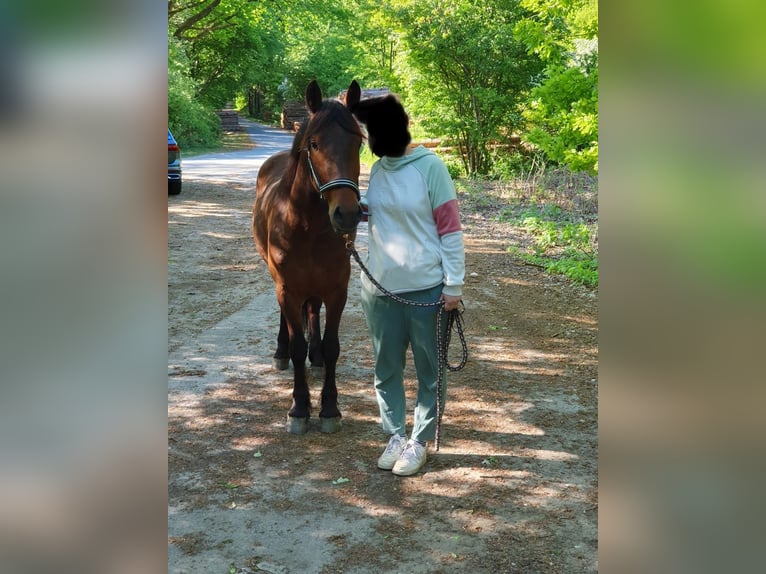Connemara Mix Gelding 3 years 14,1 hh Bay-Dark in Krummwisch