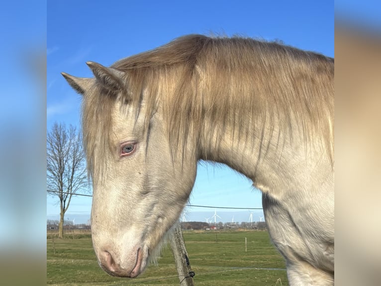 Connemara Gelding 3 years 14,1 hh Cremello in Zwartewaal