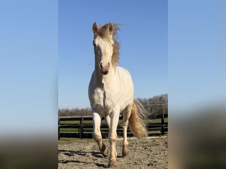Connemara Gelding 3 years 14,1 hh Cremello in Zwartewaal