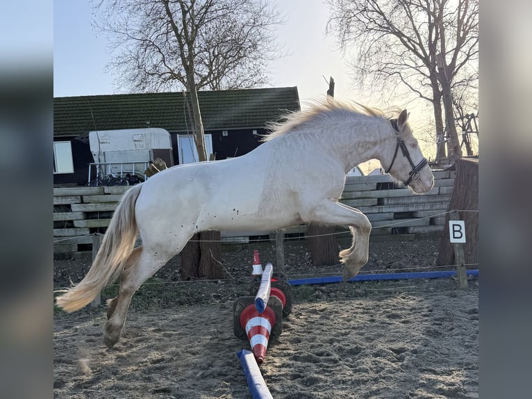 Connemara Gelding 3 years 14,1 hh Cremello in Zwartewaal