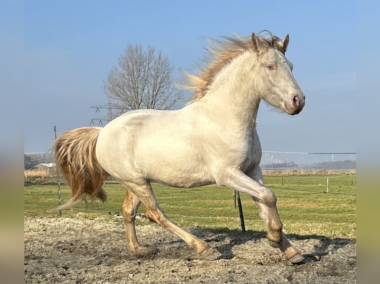 Connemara Gelding 3 years 14,1 hh Cremello in Zwartewaal