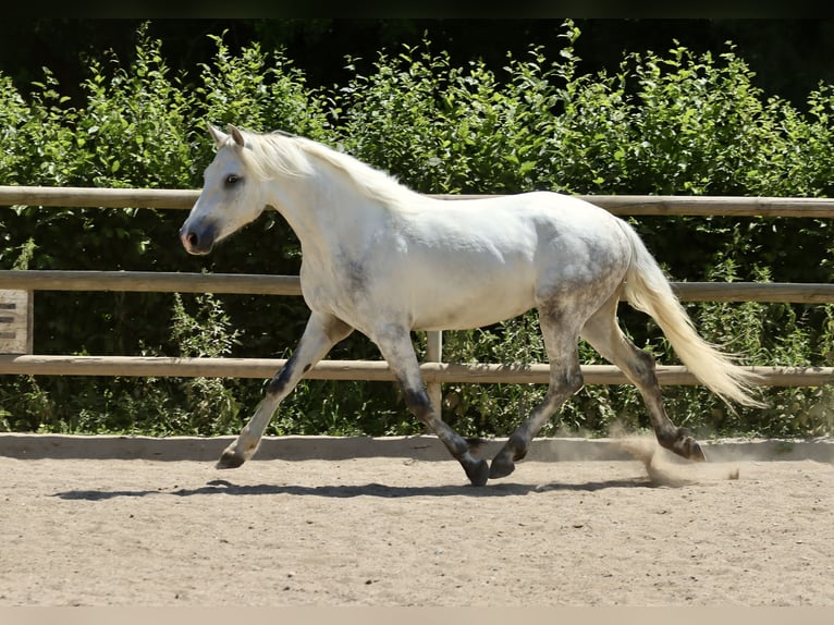 Connemara Gelding 3 years 14,1 hh Grey in Greding