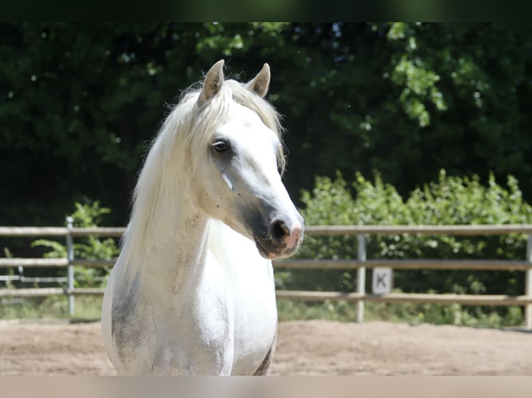 Connemara Gelding 3 years 14,1 hh Grey in Greding