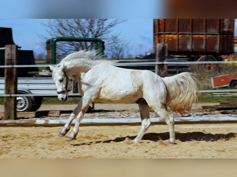 Connemara Gelding 3 years 14,1 hh Grey in Laubach