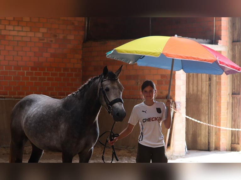 Connemara Gelding 3 years 14,2 hh Brown Falb mold in uelsen