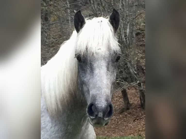 Connemara Gelding 3 years 14,2 hh Can be white in Rothenbuch