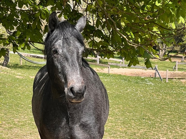 Connemara Gelding 3 years 14,2 hh Grey-Dark-Tan in Boppard