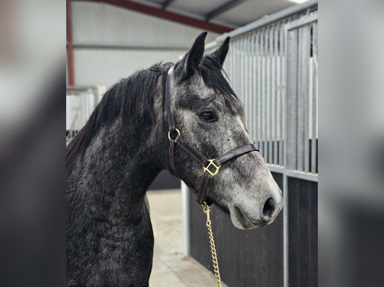 Connemara Gelding 3 years 14,3 hh Grey in Birr