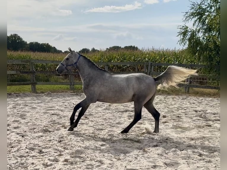 Connemara Gelding 3 years 14,3 hh Grey in Barneveld