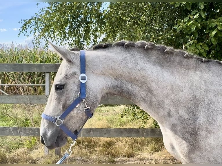 Connemara Gelding 3 years 14,3 hh Grey in Barneveld