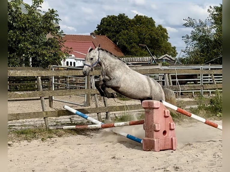 Connemara Gelding 3 years 14,3 hh Grey in Barneveld