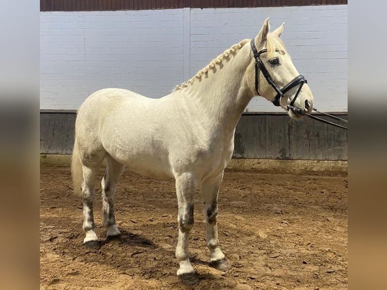 Connemara Mix Gelding 3 years 15,1 hh Champagne in Hopsten