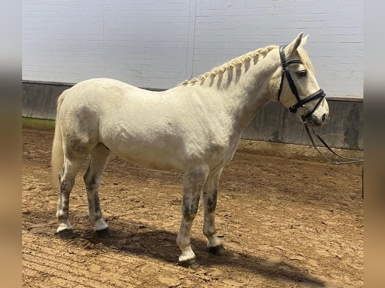 Connemara Mix Gelding 3 years 15,1 hh Champagne in Hopsten