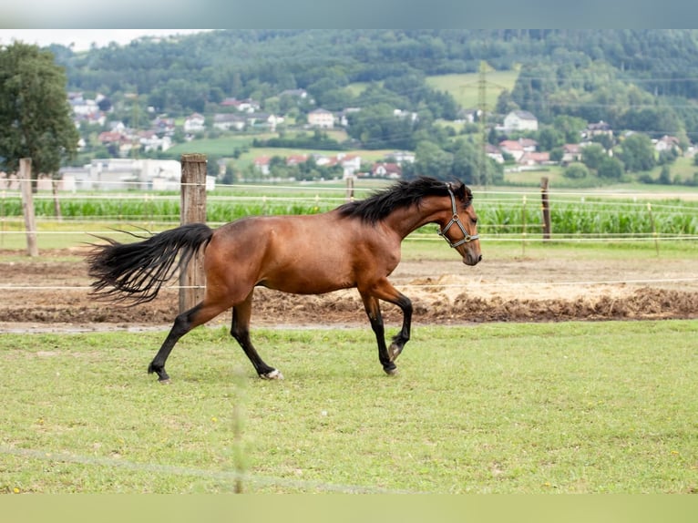 Connemara Gelding 3 years 15,1 hh in Feldkirchen