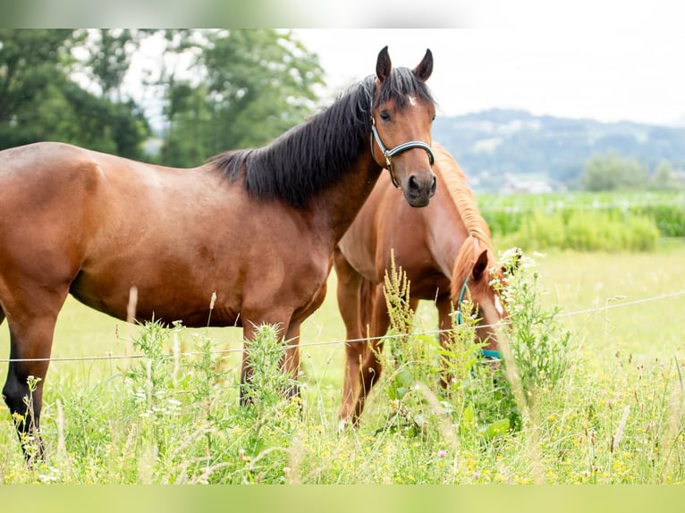 Connemara Gelding 3 years 15,1 hh in Feldkirchen