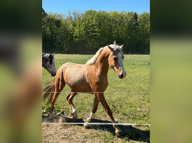 Connemara Gelding 3 years 15.1 hh Palomino in Vögnitz