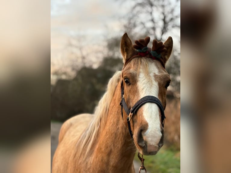 Connemara Gelding 3 years 15.1 hh Palomino in Vögnitz