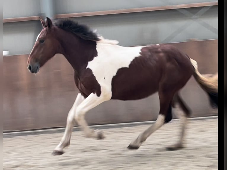 Connemara Gelding 3 years 15,1 hh Pinto in Zieuwent