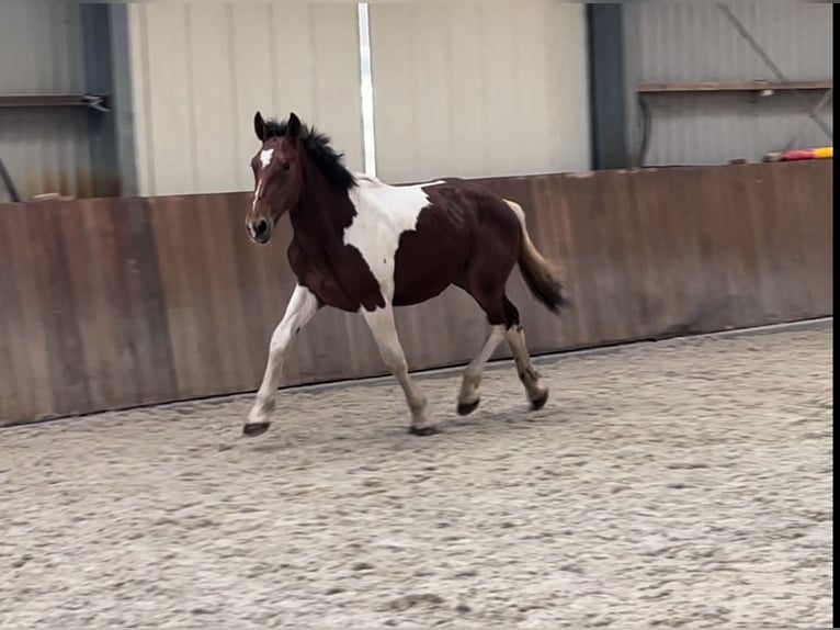 Connemara Gelding 3 years 15,1 hh Pinto in Zieuwent