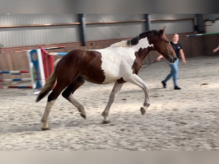 Connemara Gelding 3 years 15,1 hh Pinto in Zieuwent