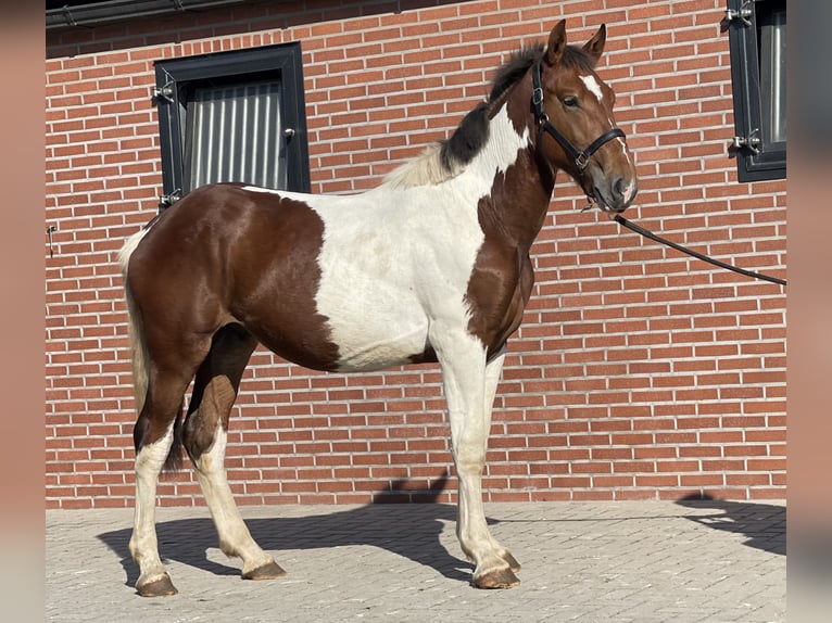 Connemara Gelding 3 years 15,1 hh Pinto in Zieuwent