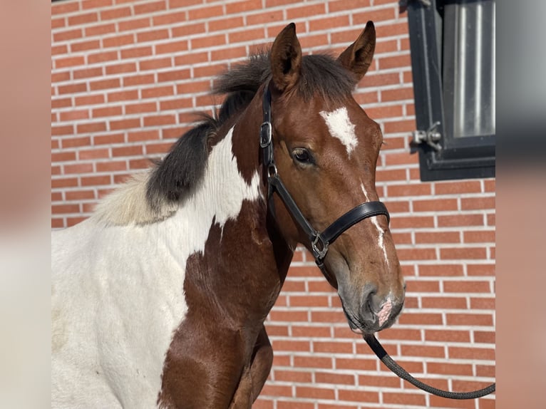 Connemara Gelding 3 years 15,1 hh Pinto in Zieuwent