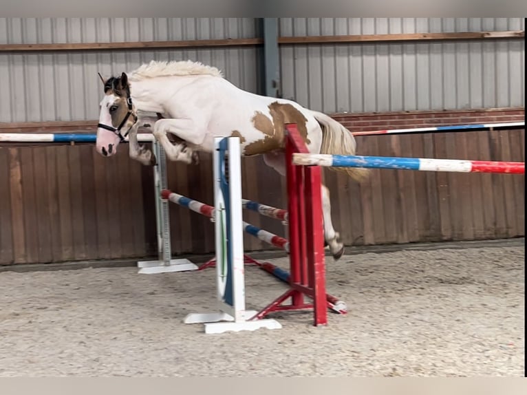 Connemara Gelding 3 years 15,1 hh Pinto in Zieuwent