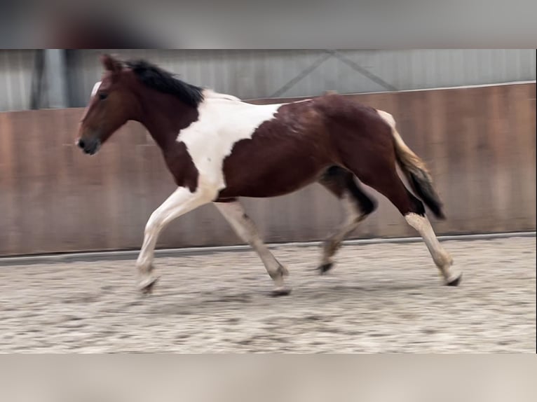 Connemara Gelding 3 years 15,1 hh Pinto in Zieuwent