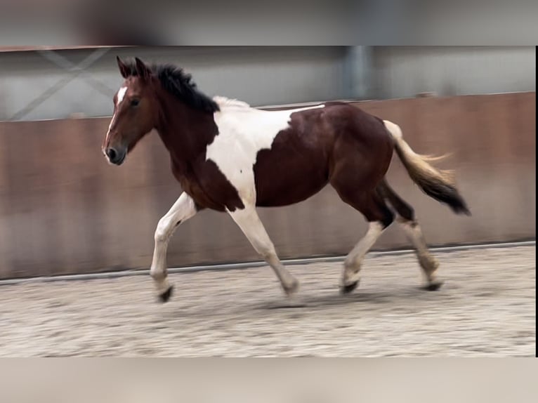 Connemara Gelding 3 years 15,1 hh Pinto in Zieuwent