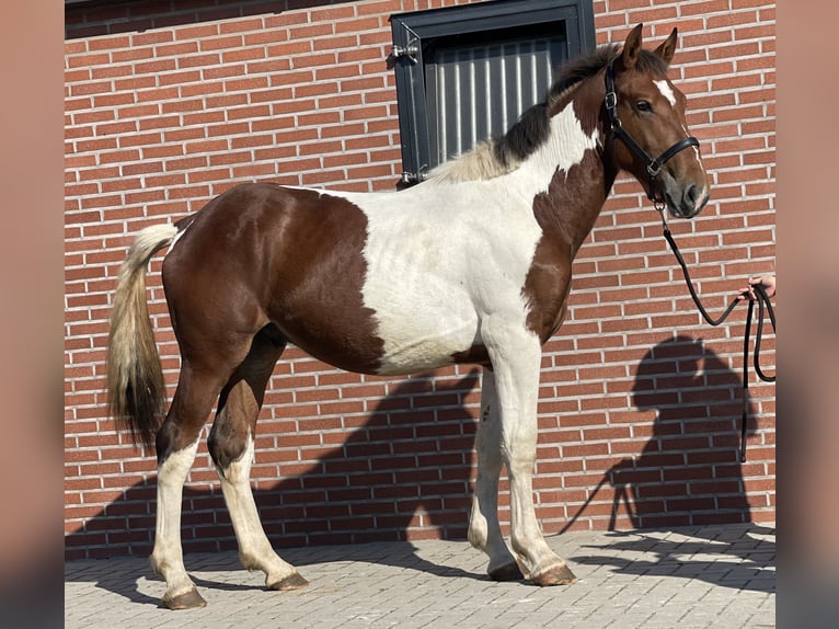 Connemara Gelding 3 years 15,1 hh Pinto in Zieuwent