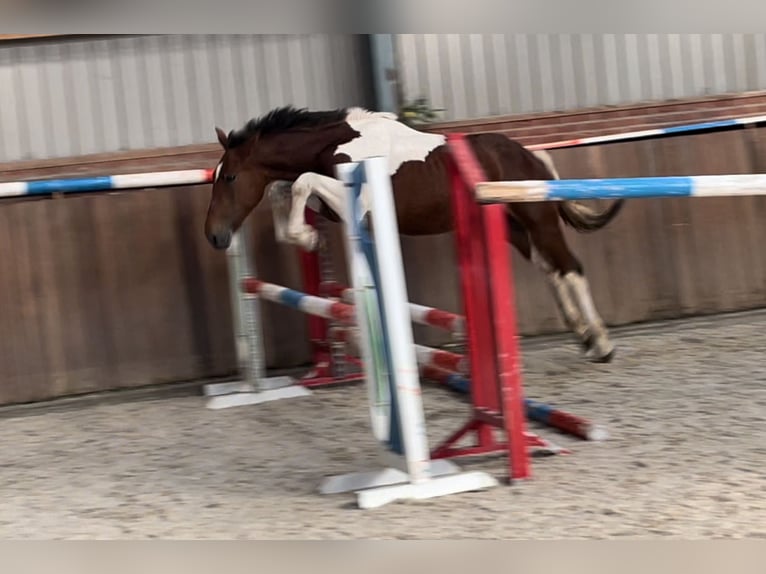 Connemara Gelding 3 years 15,1 hh Pinto in Zieuwent