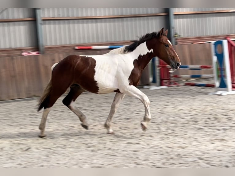 Connemara Gelding 3 years 15,1 hh Pinto in Zieuwent