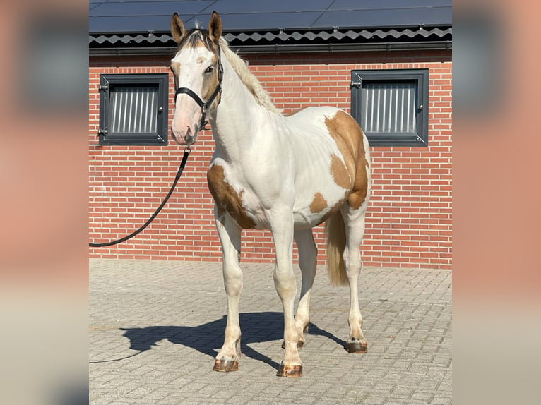 Connemara Gelding 3 years 15,1 hh Pinto in Zieuwent